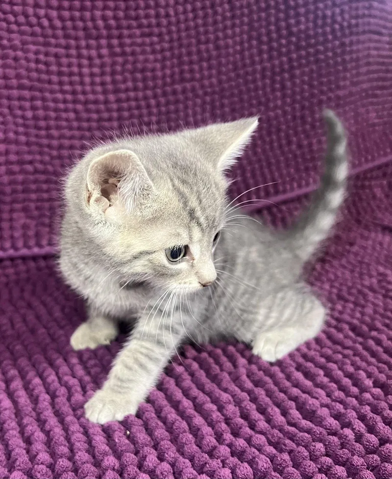 A baby medium-sized male Domestic Short Hair cat named Eli for adoption in Hammond, LA