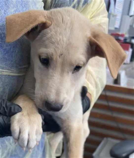 A baby large-sized male Mixed Breed dog named Sirocco for adoption in Dallas, TX