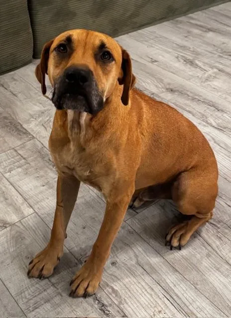 A young medium-sized male Yellow / Tan / Blond / Fawn Labrador Retriever dog named Atlas Wyatt for adoption in Farmington, MO