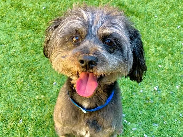 An adult small-sized male Black Terrier dog named SAVE ME PLEASE Stellar for adoption in San Marcos, CA
