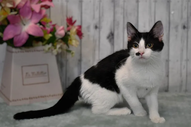 A baby medium-sized female Domestic Short Hair cat named Marilyn for adoption in Roanoke, TX