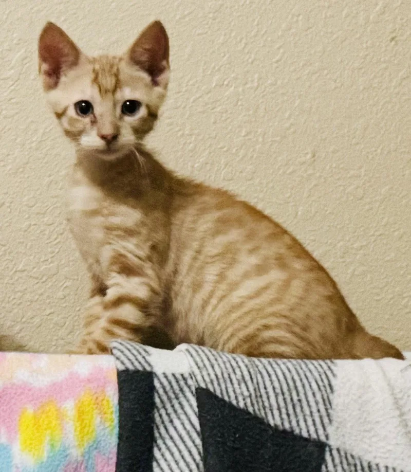 A baby medium-sized male Tabby (Orange / Red) Tabby cat named Dixon for adoption in Pensacola, FL