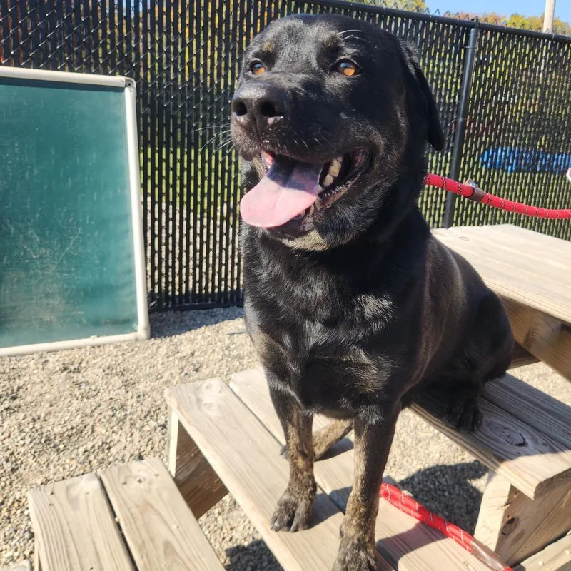 An adult large-sized male Brindle Black Labrador Retriever dog named Thor for adoption in Fort Wayne, IN
