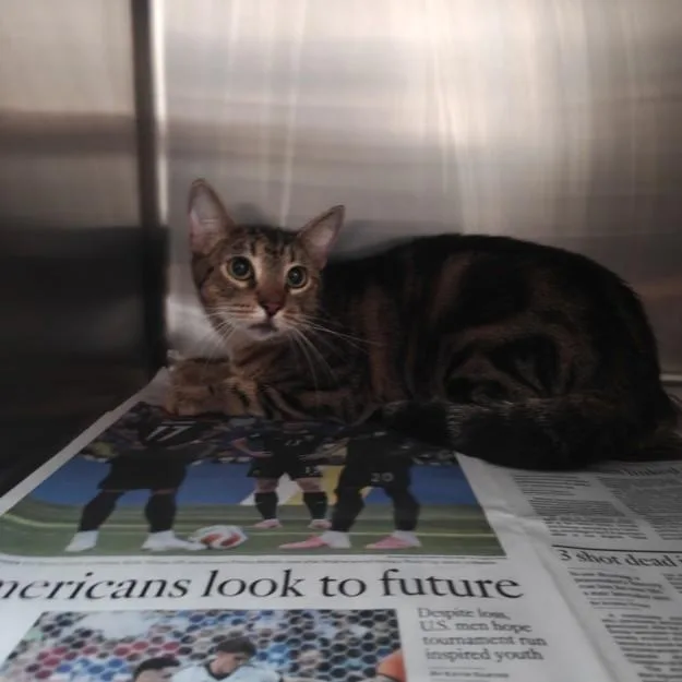 A young medium-sized female Domestic Short Hair cat named Sugar for adoption in Los Angeles, CA