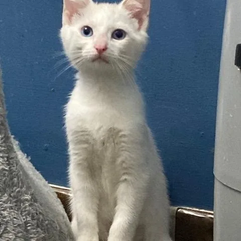 PA Kimba