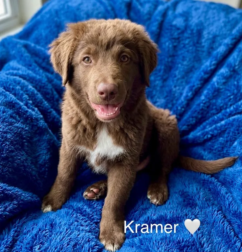 Kramer thumbnail 4
