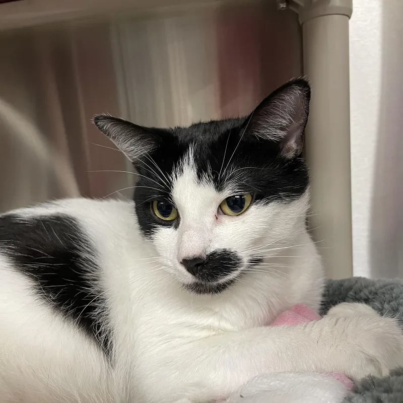 A young medium-sized female American Shorthair cat named Zelda for adoption in North Kingstown, RI