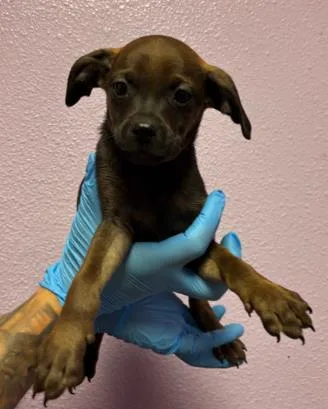 A baby small-sized male Brown / Chocolate Mixed Breed dog named 60791617 for adoption in El Paso, TX