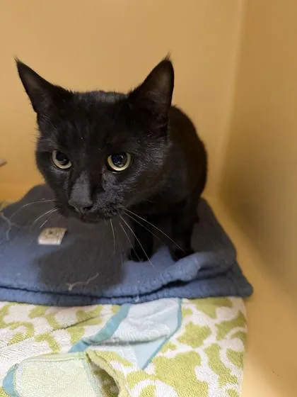 An adult small-sized male Domestic Short Hair cat named Bean for adoption in Clarks Summit, PA