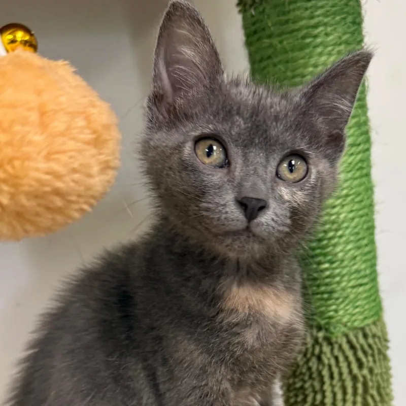 A baby small-sized female Gray / Blue / Silver Domestic Short Hair cat named Pretzel for adoption in Houston, TX