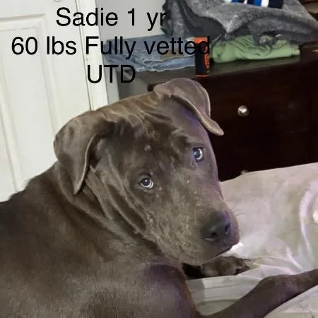 An adult medium-sized female Gray / Blue / Silver Pit Bull Terrier dog named Sadie for adoption in Irvington, AL
