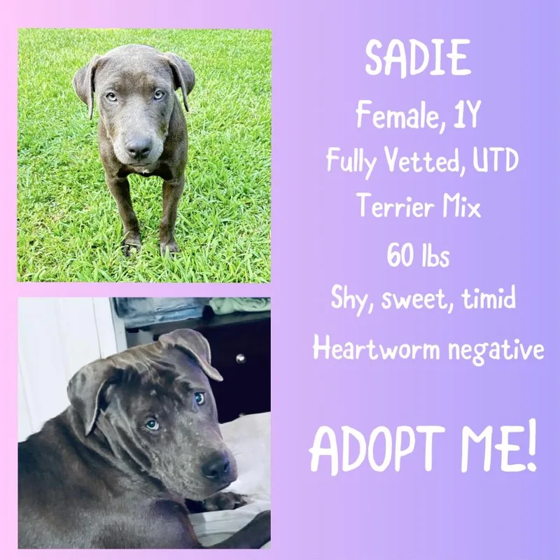 Sadie thumbnail 2