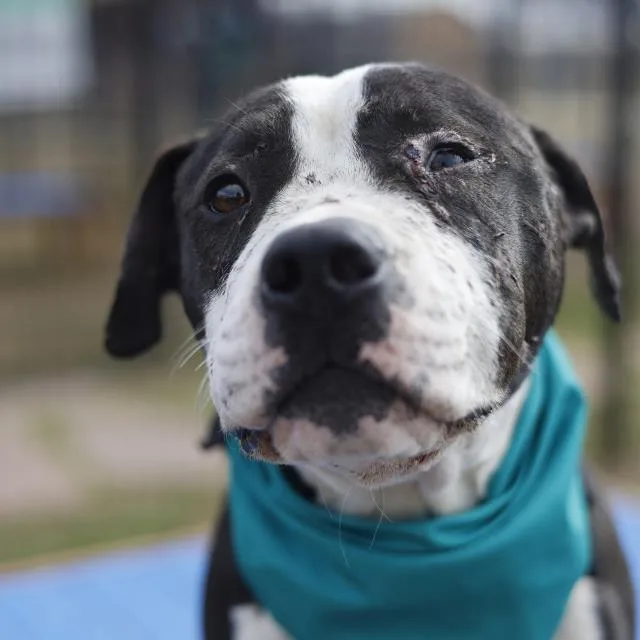 A young medium-sized male American Staffordshire Terrier dog named Frank The Tank for adoption in San Antonio, TX