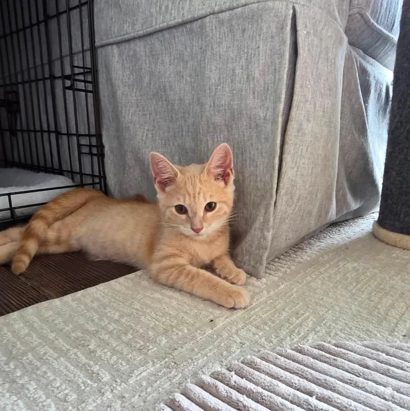 A baby medium-sized male Orange & White Domestic Short Hair cat named Colby for adoption in Findlay, OH