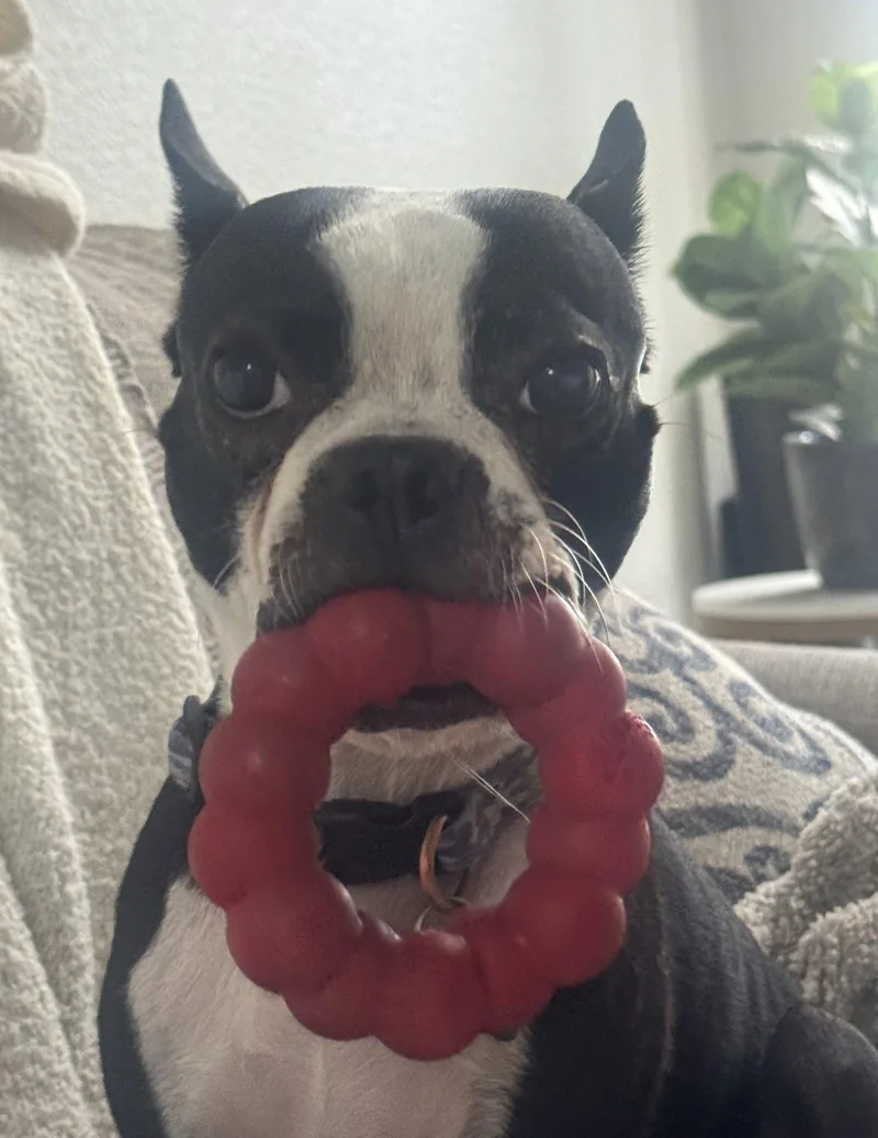 A young small-sized male Boston Terrier dog named Bugsy and Bosco for adoption in Scottsdale, AZ