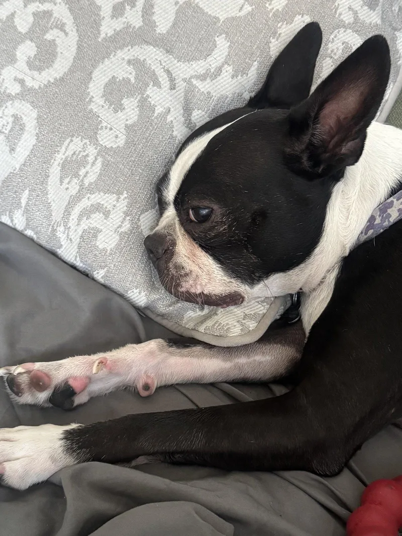 Bugsy and Bosco thumbnail 2