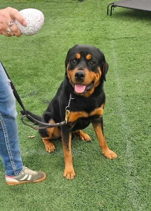 A young large-sized male Rottweiler dog named Mitch for adoption in Oswego, IL