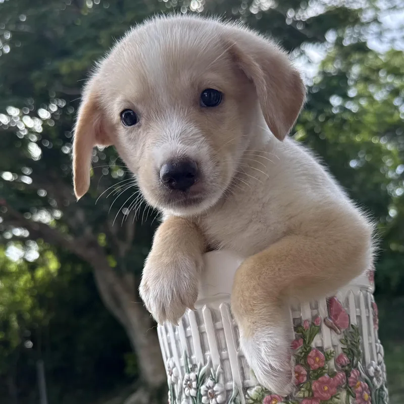 A baby small-sized female Spaniel dog named Shasta for adoption in ISABELA, PR