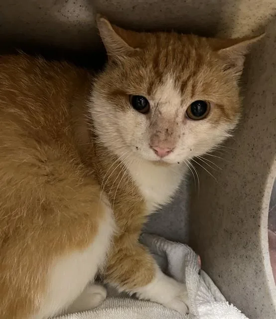 A young small-sized male Domestic Short Hair cat named Orangesicle for adoption in Westminster, MD