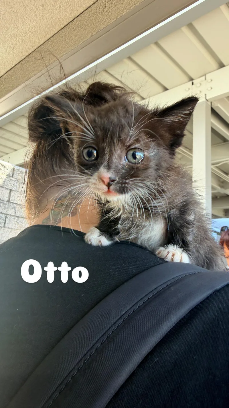 A baby medium-sized male Domestic Short Hair cat named Otto for adoption in Penryn, CA