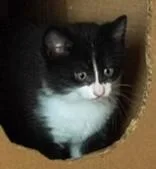 A baby medium-sized male Black & White / Tuxedo Domestic Medium Hair cat named Jiro for adoption in Battle Creek, MI