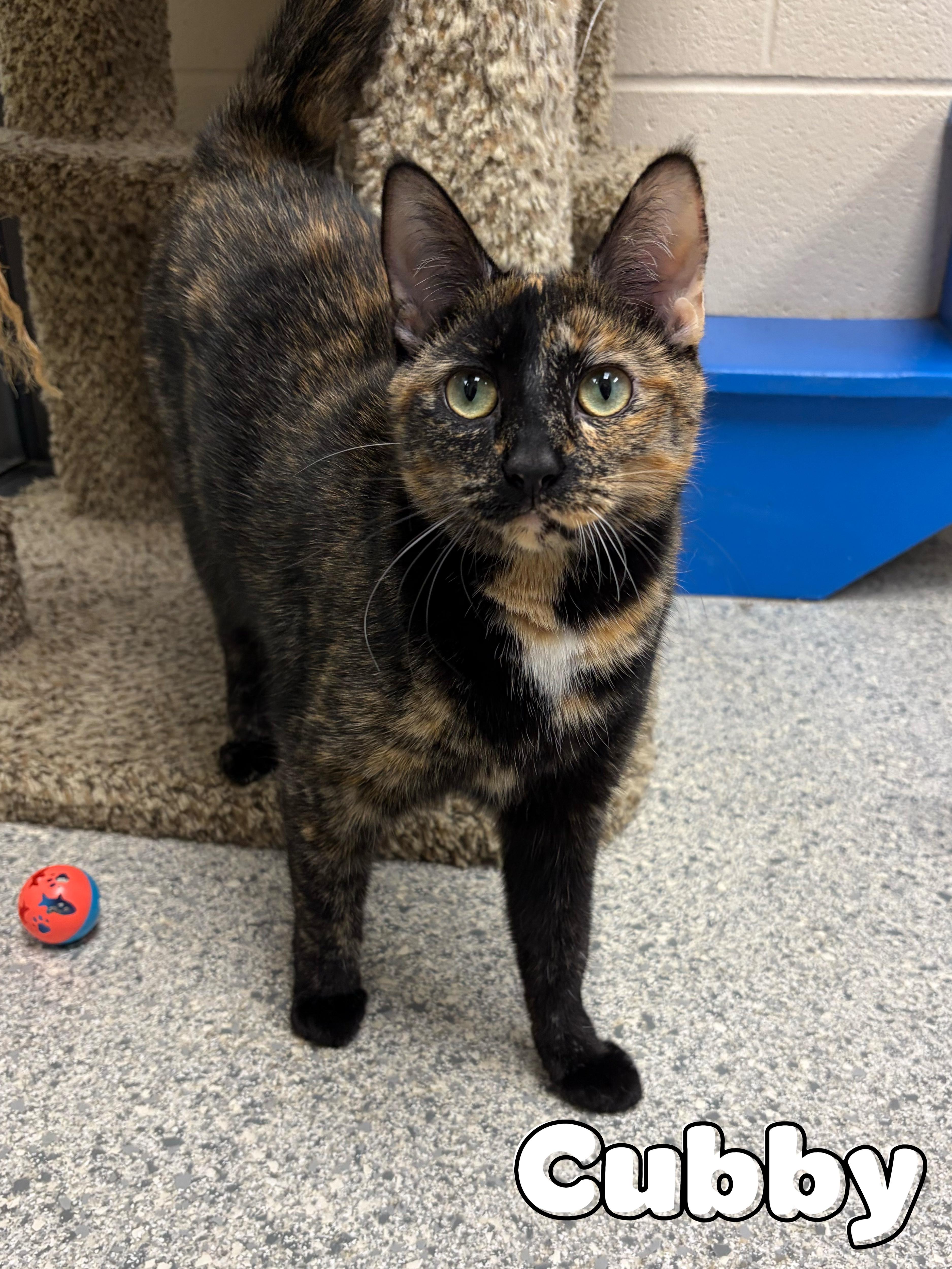 A young medium-sized female Tortoiseshell Domestic Short Hair cat named Cubby for adoption in Valparaiso, IN
