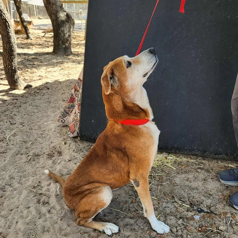 Mazie Kb thumbnail 4