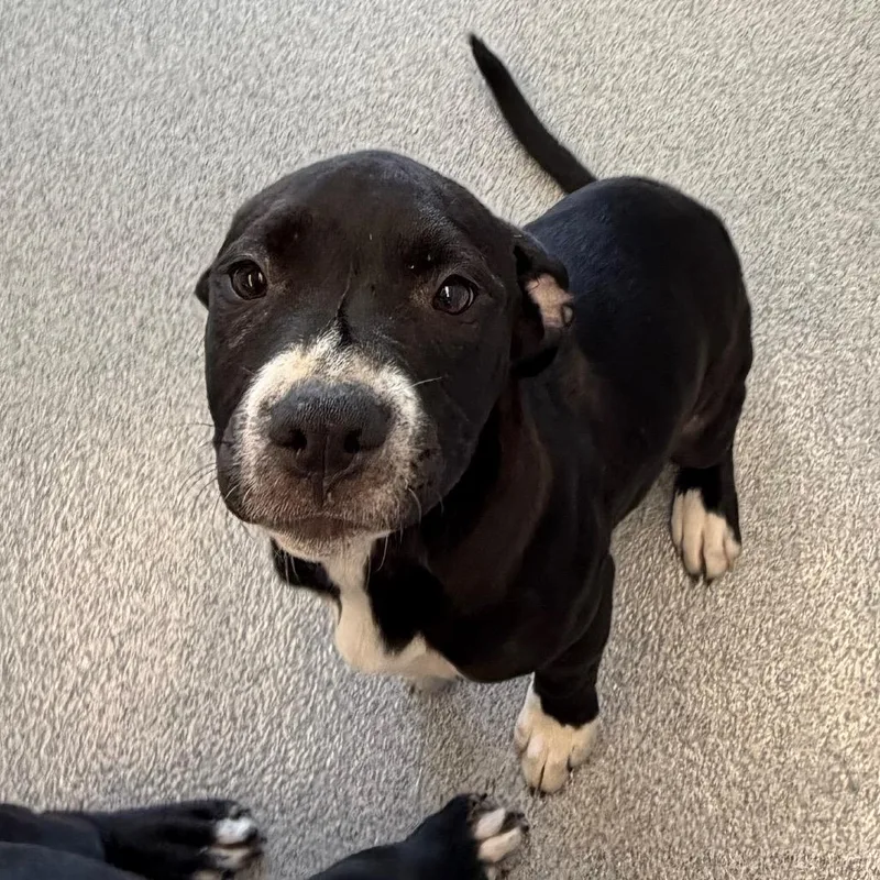 A baby medium-sized female Black Mountain Cur dog named Nova for adoption in Martinsville, VA