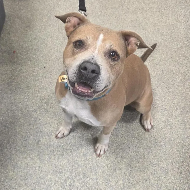 An adult medium-sized female White / Cream Mixed Breed dog named Valley for adoption in Jacksonville, FL