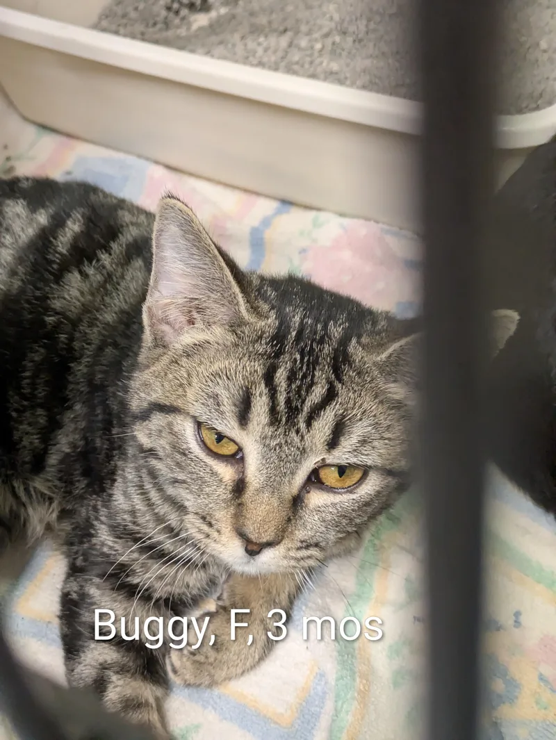 A young small-sized female Tabby (Brown / Chocolate) Domestic Short Hair cat named Buggy for adoption in Bedford, VA