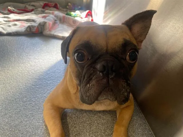 An adult medium-sized male French Bulldog dog named Caterpie for adoption in Tustin, CA