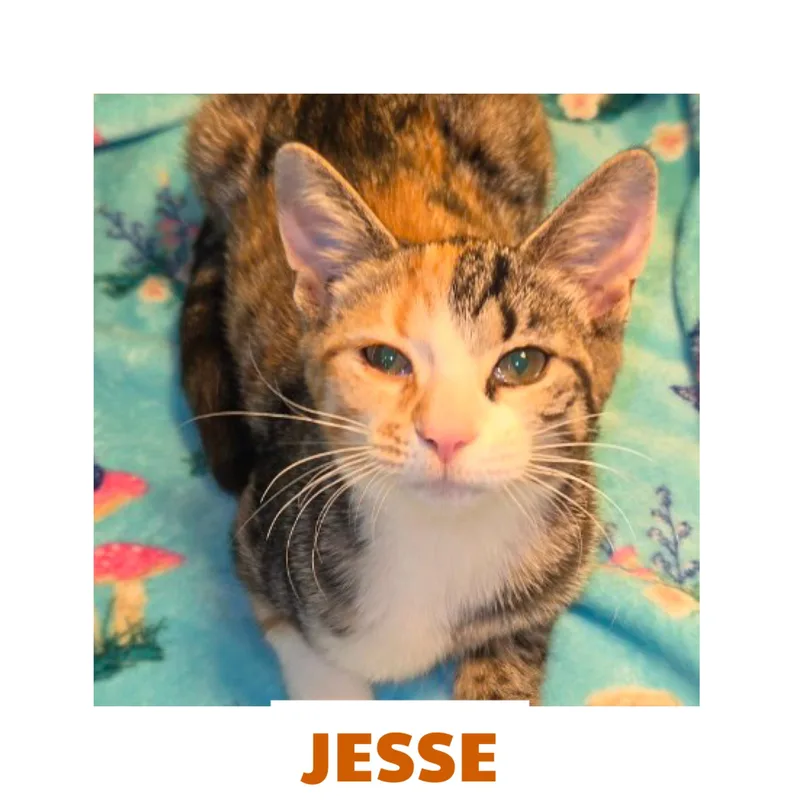 A young medium-sized female Calico cat named Jessee for adoption in Warren, OH