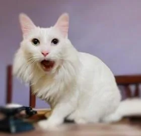 A senior medium-sized male White Turkish Angora cat named Zeus for adoption in Ocean Springs, MS