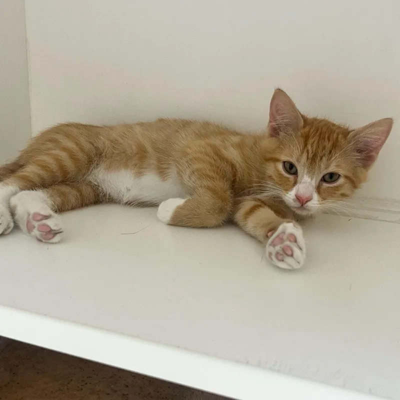 A baby small-sized male Orange & White Domestic Short Hair cat named Buoy for adoption in Manassas, VA