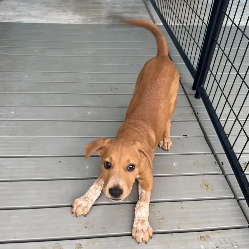 A baby medium-sized male Red / Chestnut / Orange Pit Bull Terrier dog named Beetle for adoption in Bradenton, FL