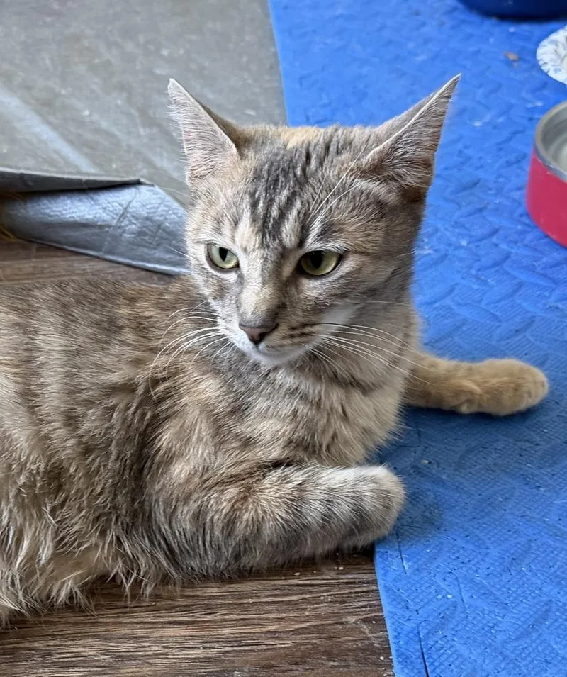 A young medium-sized female Domestic Short Hair cat named Cattia for adoption in Richardson, TX