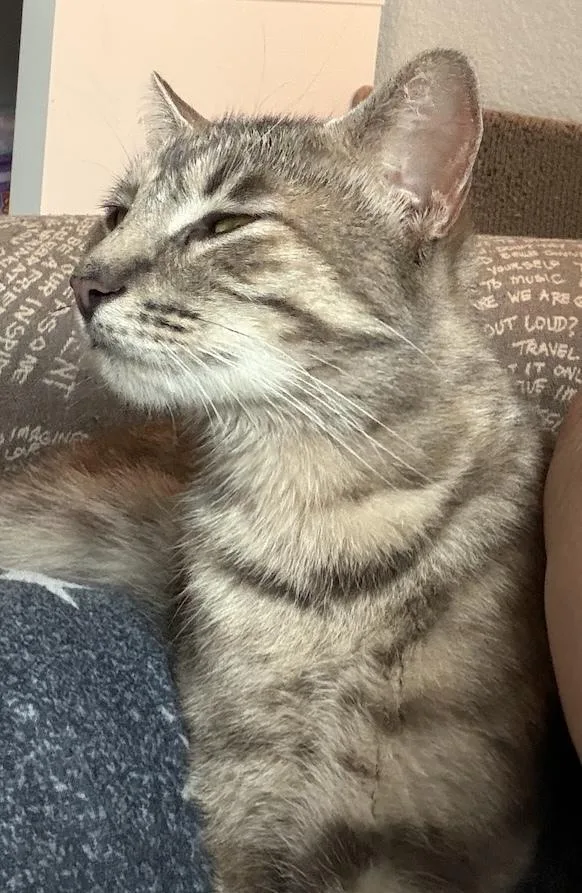 Cattia thumbnail 3