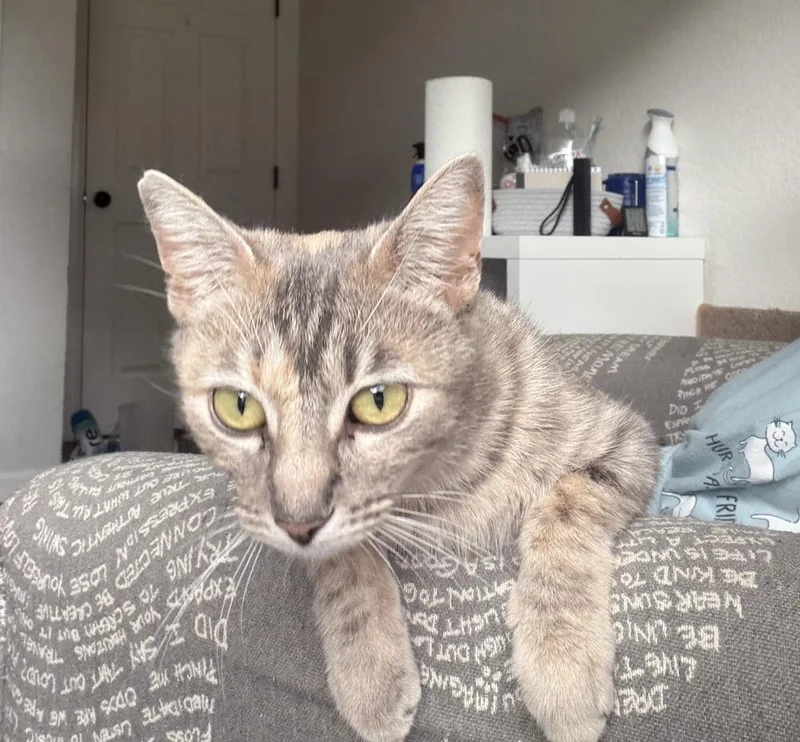 Cattia thumbnail 4