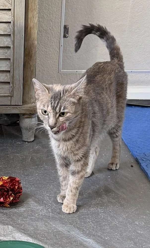 Cattia thumbnail 5