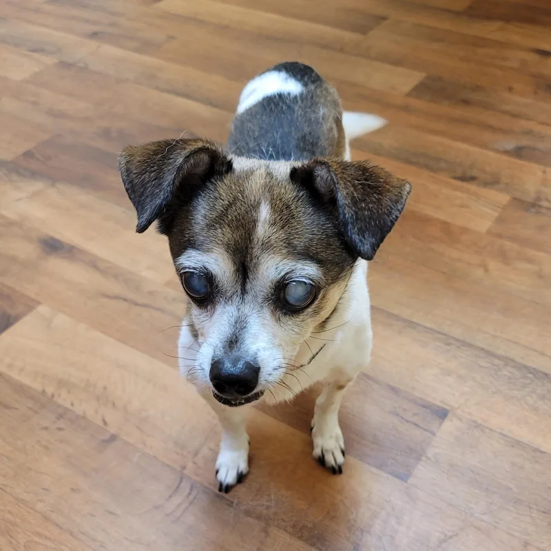A senior small-sized male Jack Russell Terrier dog named Carl for adoption in Midlothian, VA
