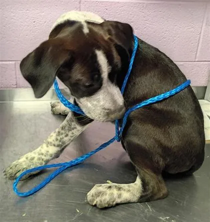 A baby medium-sized male Black Mixed Breed dog named Heathcliff for adoption in El Paso, TX
