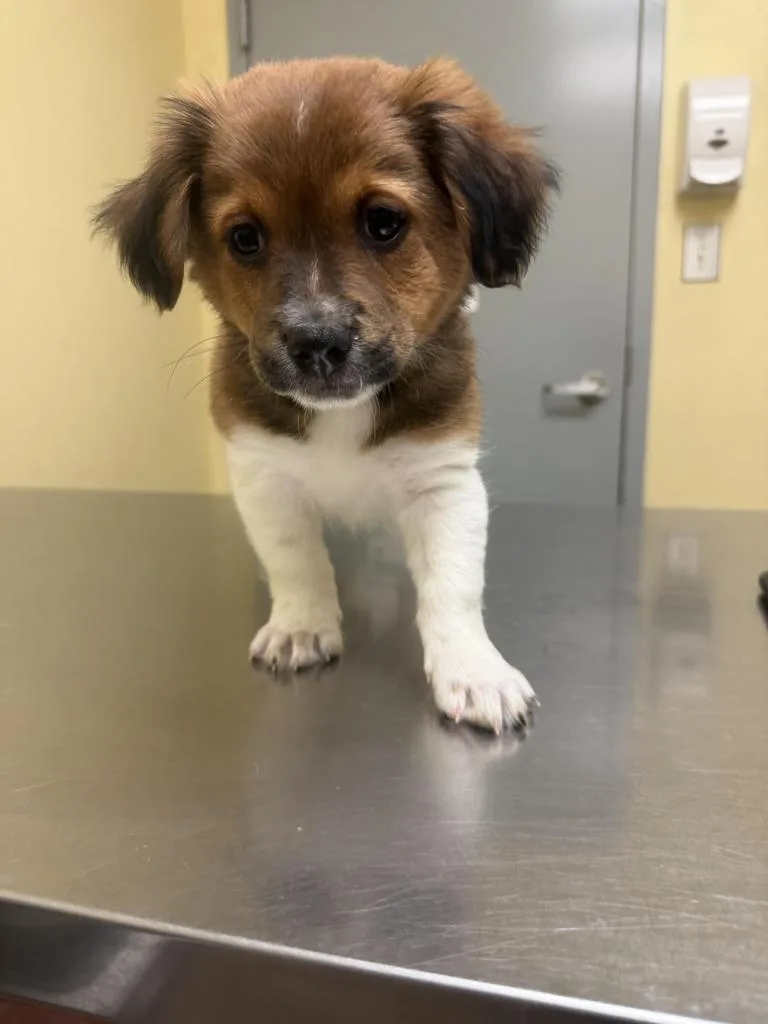 A baby medium-sized male Mixed Breed dog named Cash for adoption in Florence, SC