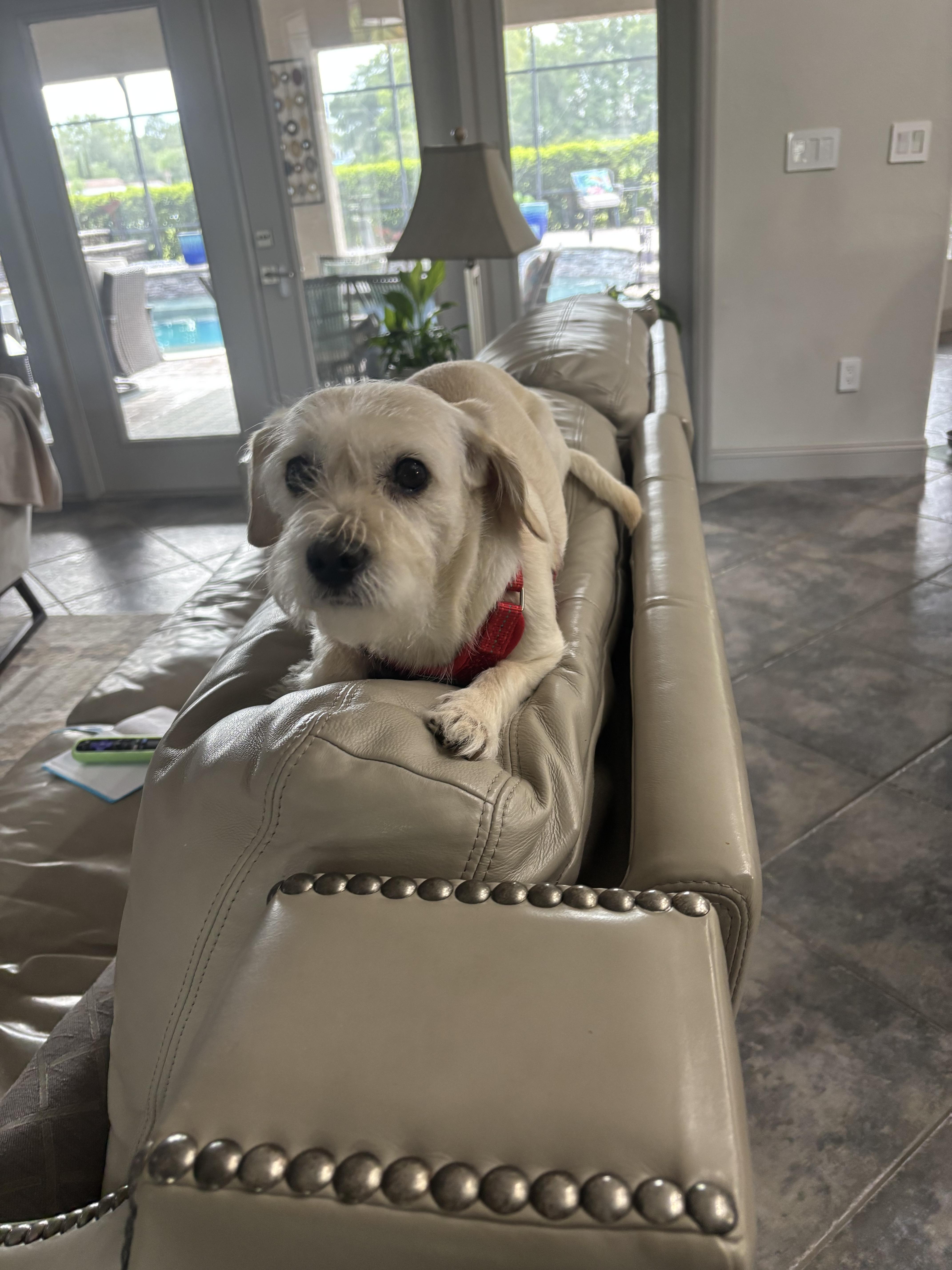 Mitzi
