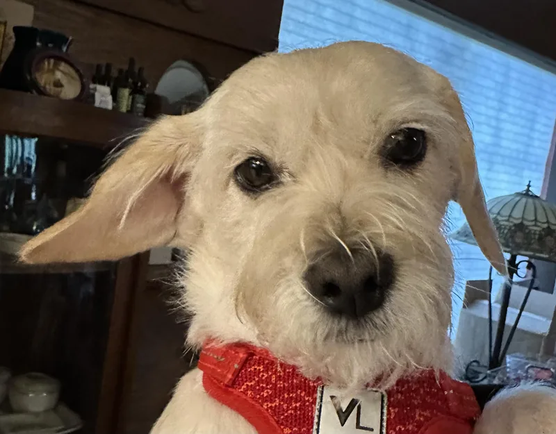 Mitzi thumbnail 3
