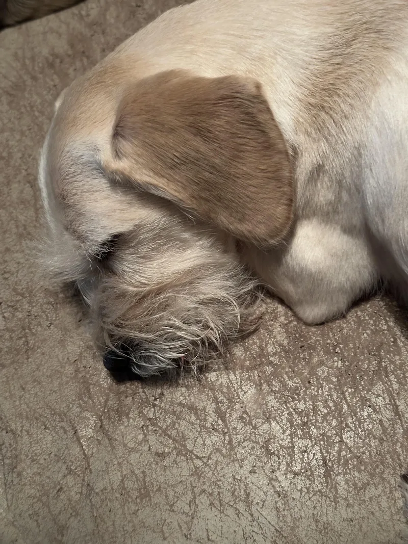 Mitzi thumbnail 4