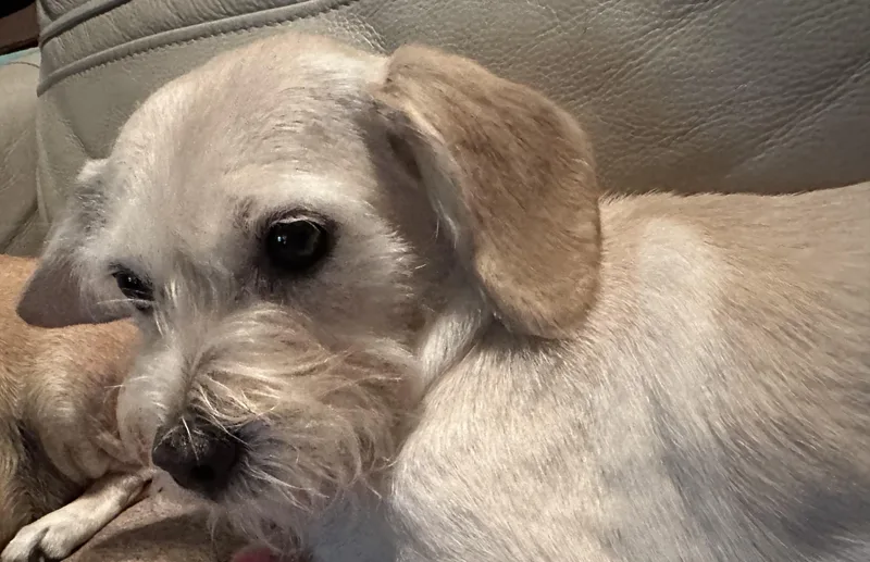 Mitzi thumbnail 6