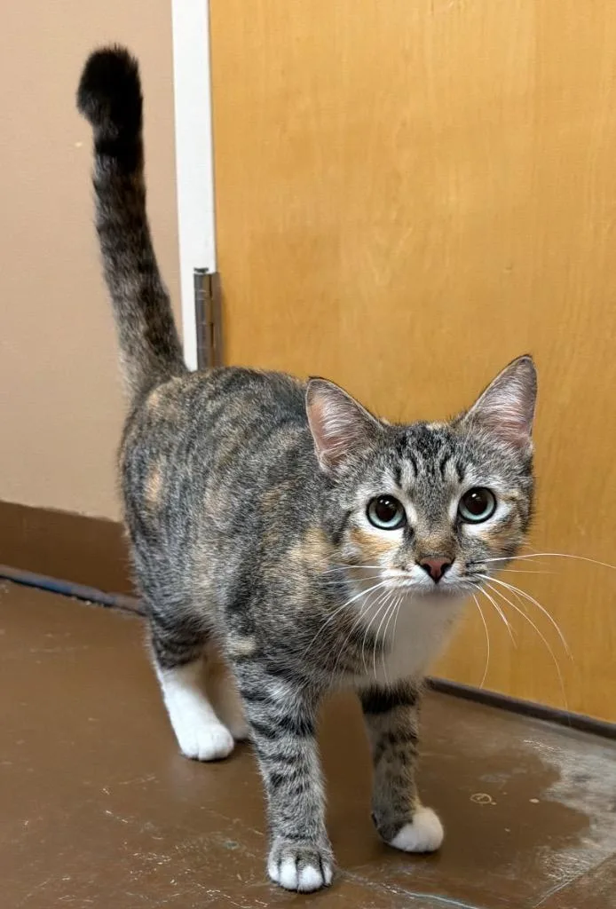 Fancy Nancy thumbnail 3