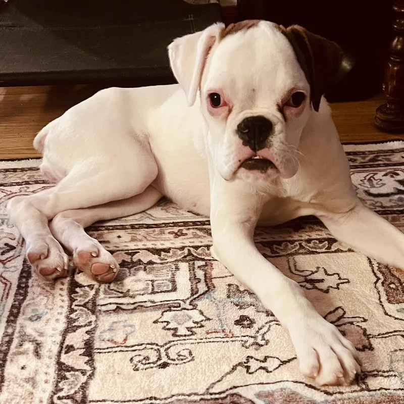 Sweet Pea thumbnail 3