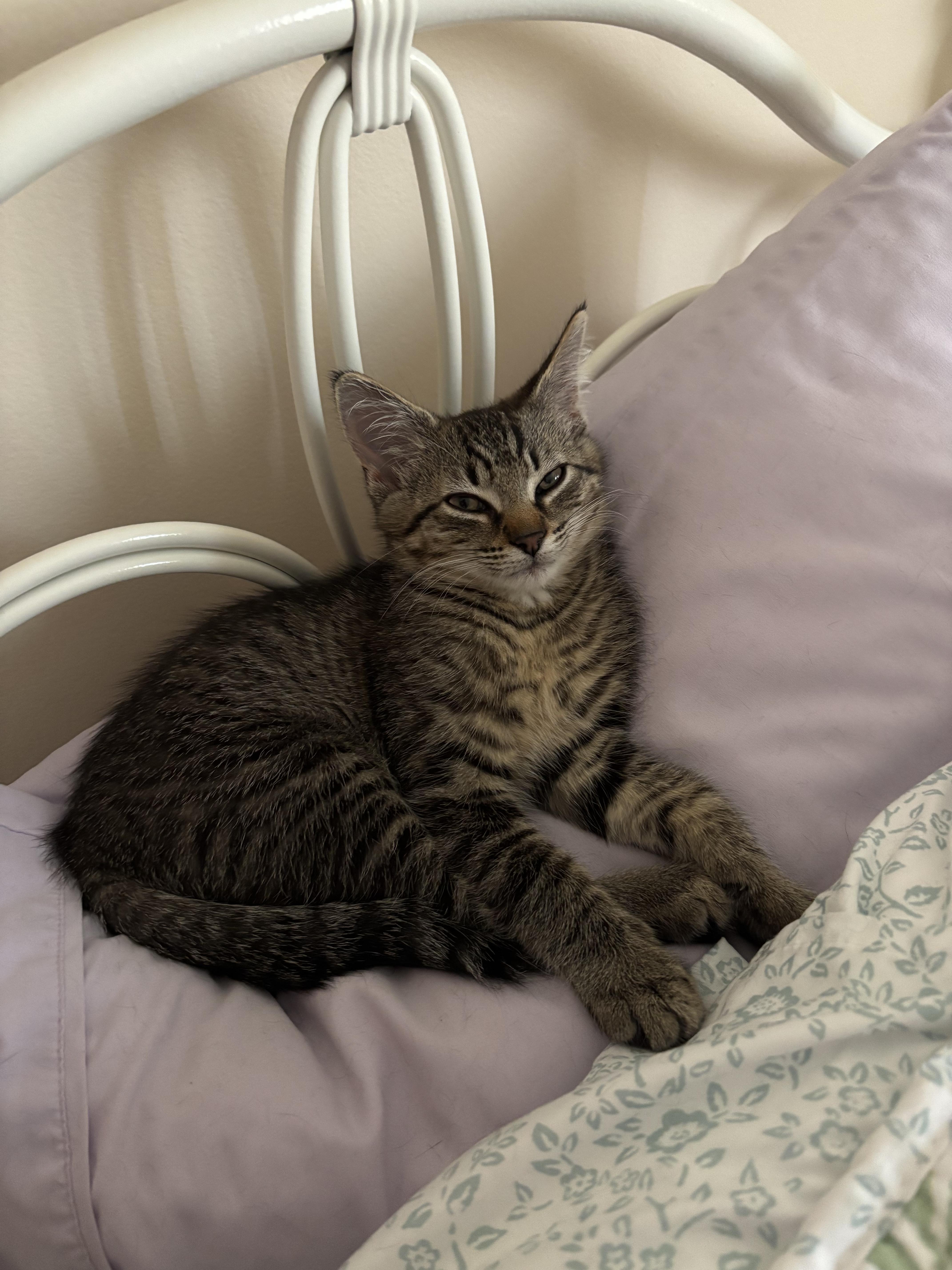 A baby medium-sized male Tabby (Gray / Blue / Silver) Domestic Short Hair cat named Harry for adoption in Blue Bell, PA