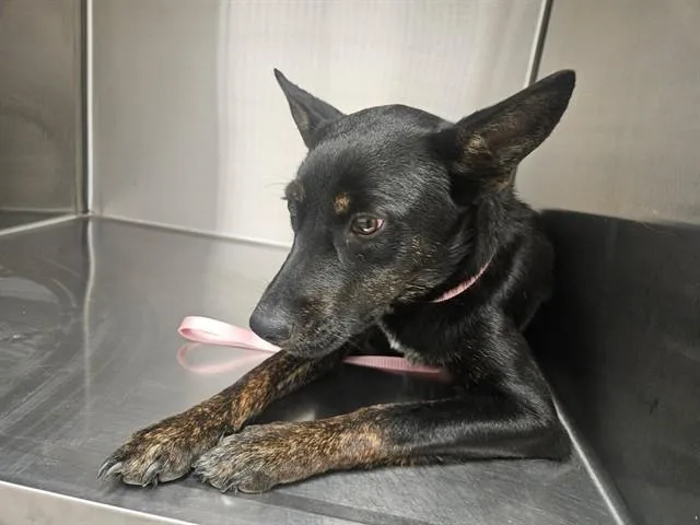 A young small-sized female Australian Cattle Dog / Blue Heeler dog named Willow for adoption in Tucson, AZ